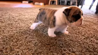 English Bulldog puppies learning to walk for the first time