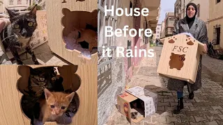 Mama Cat was confused after we replaced her paper house with a wooden house.