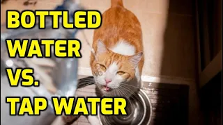 Is Bottled Water Better For Cats?