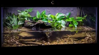 The American Bullfrog Paludarium