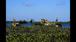 A Dangerous Beauty, the Water Hyacinth