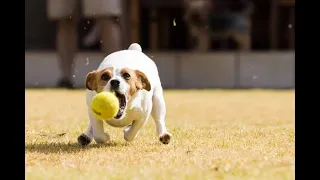 Escaped Dog Returns Home with a Surprise Gift!  #ExcitingDogEscape #SurprisingDogVictory