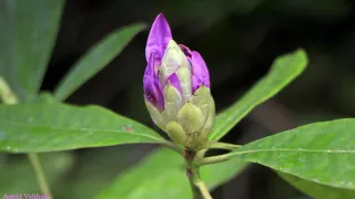 Wandeling Haagsebos nabij Losser