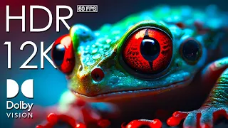 12K HDR 60FPS DOLBY VISION - VIBRANT WILDLIFE - TRUE CINEMATIC