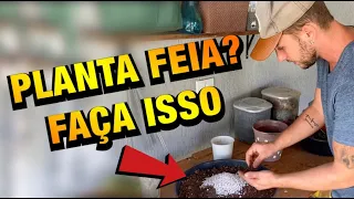 SUAS PLANTAS vão ficar LINDAS com esse SUBSTRATO CASEIRO | Henrique Buttler