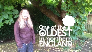 A gnarly old Mulberry Tree in Handsworth, Sheffield