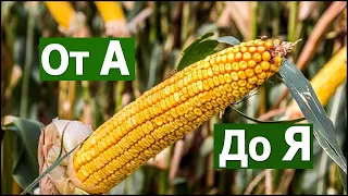 ✅️"Выращивание кукурузы" от А до Я #СельхозТехникаТВ / "Cultivation of corn" from A to Z