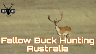 TRU BLU HUNTING| Fallow Deer Hunting South Australia Watervalley Hunting