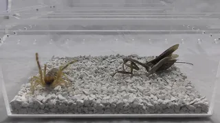 Camel  spider kills mantis  Warning Live feeding & epic battle