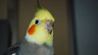 How to Train a Fearful Cockatiel | TAME A COCKATIEL IN WEEKS!