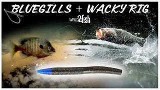 How to Wacky Rig Bass Around Bluegill Beds