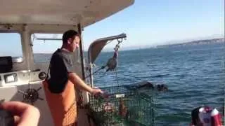 On the Lucky Catch Lobster Boat