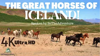 The Great Horses Of Iceland! Celebrating The Icelandic Horse. Spoken by SoTheAdventure