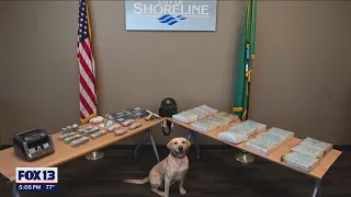 Nearly 300k fentanyl pills seized in bust | FOX 13 Seattle