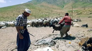 Fascinating Tribal Shearing: Men Shearing Sheep Wool#nomad