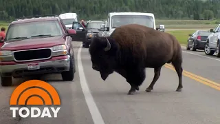 Bison leaves woman with spinal fractures during trip to Yellowstone