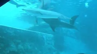 Dolphin Swingers