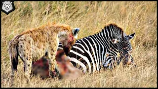 Hyena attacked a zebra... Here's what happened next...