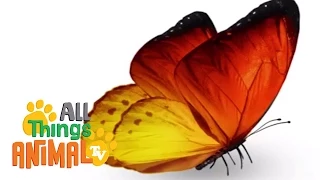 * BUTTERFLY * | Animals For Kids | All Things Animal TV