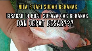 bisakah nila 3 jari berhenti beranak???