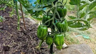 Rajčata 2 měsíce od výsadby - odlistění, suchá hniloba, doplnění vápníku  #tomatoes