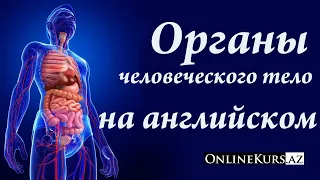 Органы человеческого тело на английском