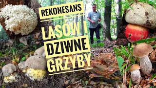 Ciekawe grzyby - Rekonesans lasów, czerwiec, lipiec, sierpień.