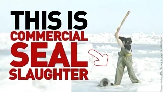 WTF: This is Canada’s Commercial Seal Slaughter