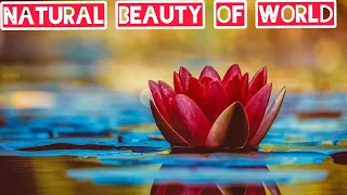 world Natural beauty||Flowers Blooming beautiful scene||پھولوں کی خوبصورتی||🌹🌹🥀🥀🌺🌺 Flowers videos||