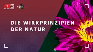Die Wirkprinzipien der Natur, TTD-Sendung mit André Siegel vom 06.04.2021