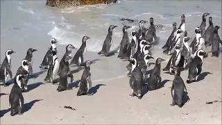 Penguins - Boulder Beach, Africa (Cape Town)