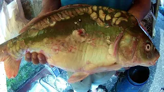 Incredible Mirror Carp Fish Cutting & cleaning Live | Fish Cutting Skills