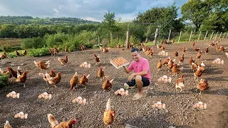 Make Millions in Free-range Farming - Raising Hundreds of Ducks And Chickens with Zero Expenses!
