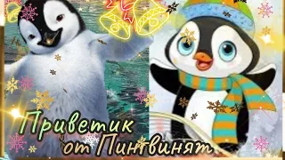 🎶 Весёлый приветик от пингвинят🐧ХОДИ ВАЖНО, КАК ПИНГВИНЧИК #улыбнись #приветик #Музыкальнаяоткрытка