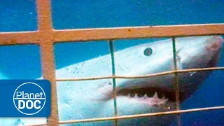 Australia. The Great White Shark | Attack on Humans