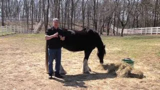 Brian's Response to Day 10 Healing with Horses Tele-Summit