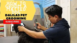 Grooming an Extremely matted dog, Dog Grooming in  Astoria Queens NY, Dalilas pet grooming