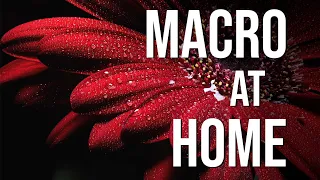 This easy macro idea is AMAZING to try at home (Tutorial with lighting, focus stacking)