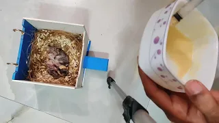 Handfeeding zebra finch chicks...🐣