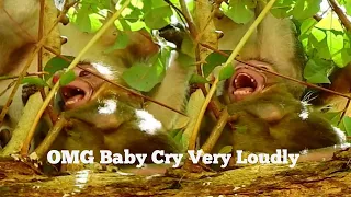 OMG BABY CRY LOUDLY!!, BABY MONKEY SCREAMING CRY VERY LOUDLY,JANE WILL​ GIVE BIRTH SOON, JANNA SCARE