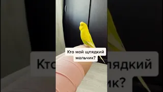 Болтливый попугай! Со звуком!! 📢📢📢 #kalinaприколы #лучшеетикток #funnyvideo #funnyparrotvideo