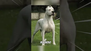 Cosas Que Debes Saber Sobre El DOGO ARGENTINO #shorts #perros