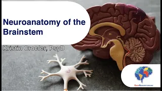 The Neuroanatomy of the Brainstem