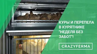 Курятник 2 в 1! Совместное содержание перепелов и кур-несушек! Смотрите как это возможно?