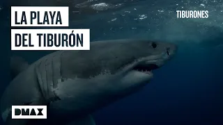 La playa más peligrosa de California: capturando al gran tiburón de Long Beach | Tiburones