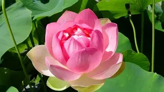 Secret Tips to grow Lotus at Home||Easiest method to grow Lotus plant from Seed(part-1)