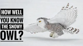 Snowy Owl || Description, Characteristics and Facts!