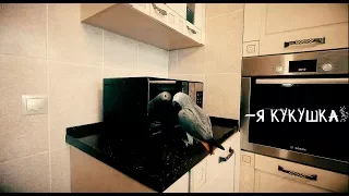 Когда попугай  Петруня увидел себя в зеркале, он начал ТАКОЕ ГОВОРИТЬ,,,#parrot says with reflection