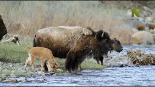 Hősies Yellowstone - Vad folyók - Epic Yellowstone - Down the River Wild