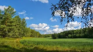 Леса и поля. Музыка Сергея Чекалина. Forests and fields. Music Sergei Chekalin.